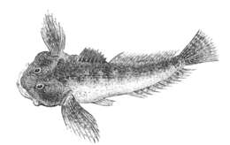 Image of Bullhead