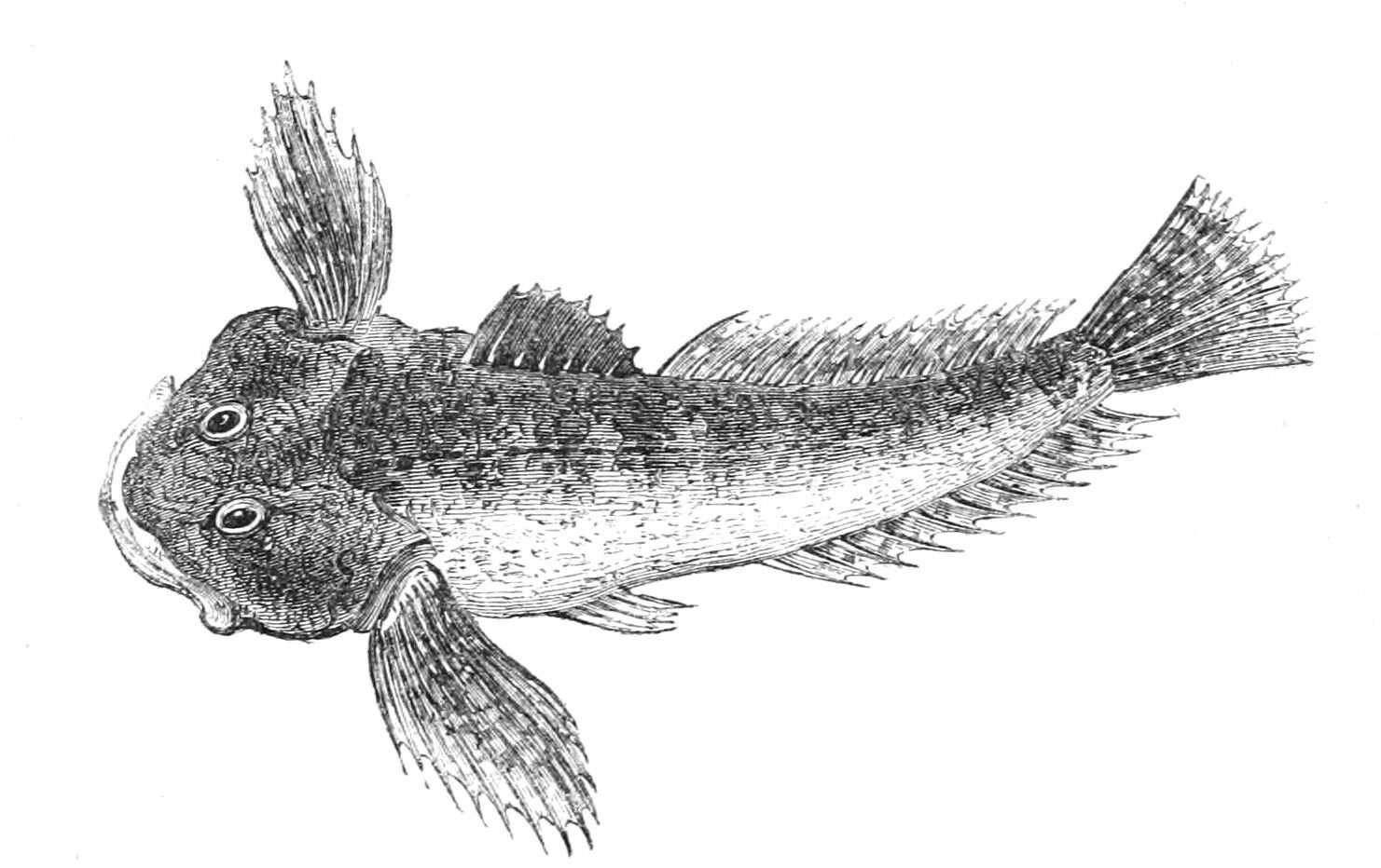 Image of Bullhead