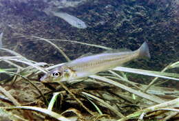 Image of Japanese Sillago