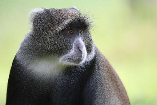 Image of blue monkey