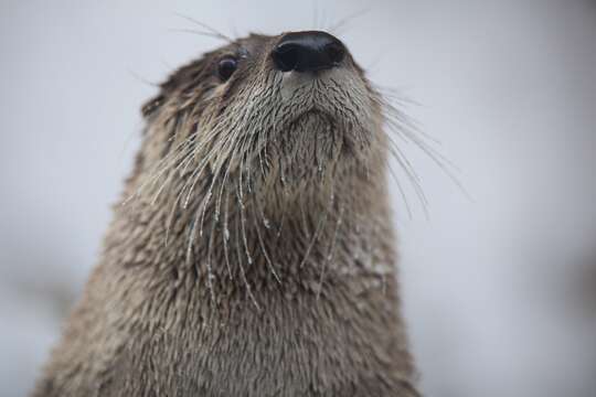 Image of Otter sp.