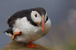 Image of Puffin