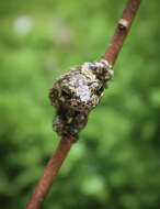 Image of Gray Treefrog