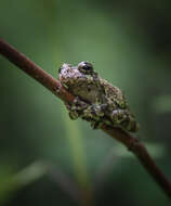 Image of Gray Treefrog