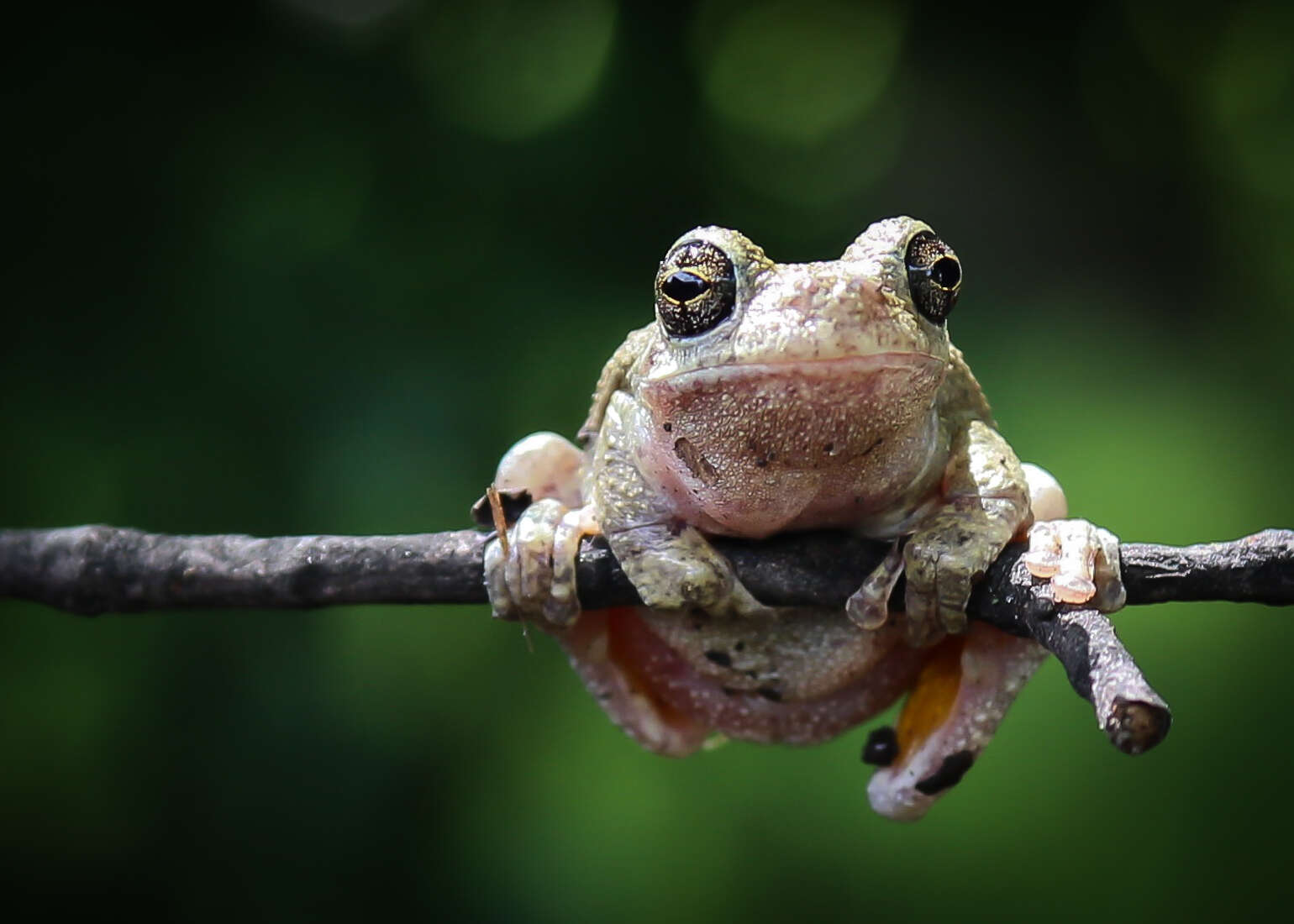 Image of Gray Treefrog