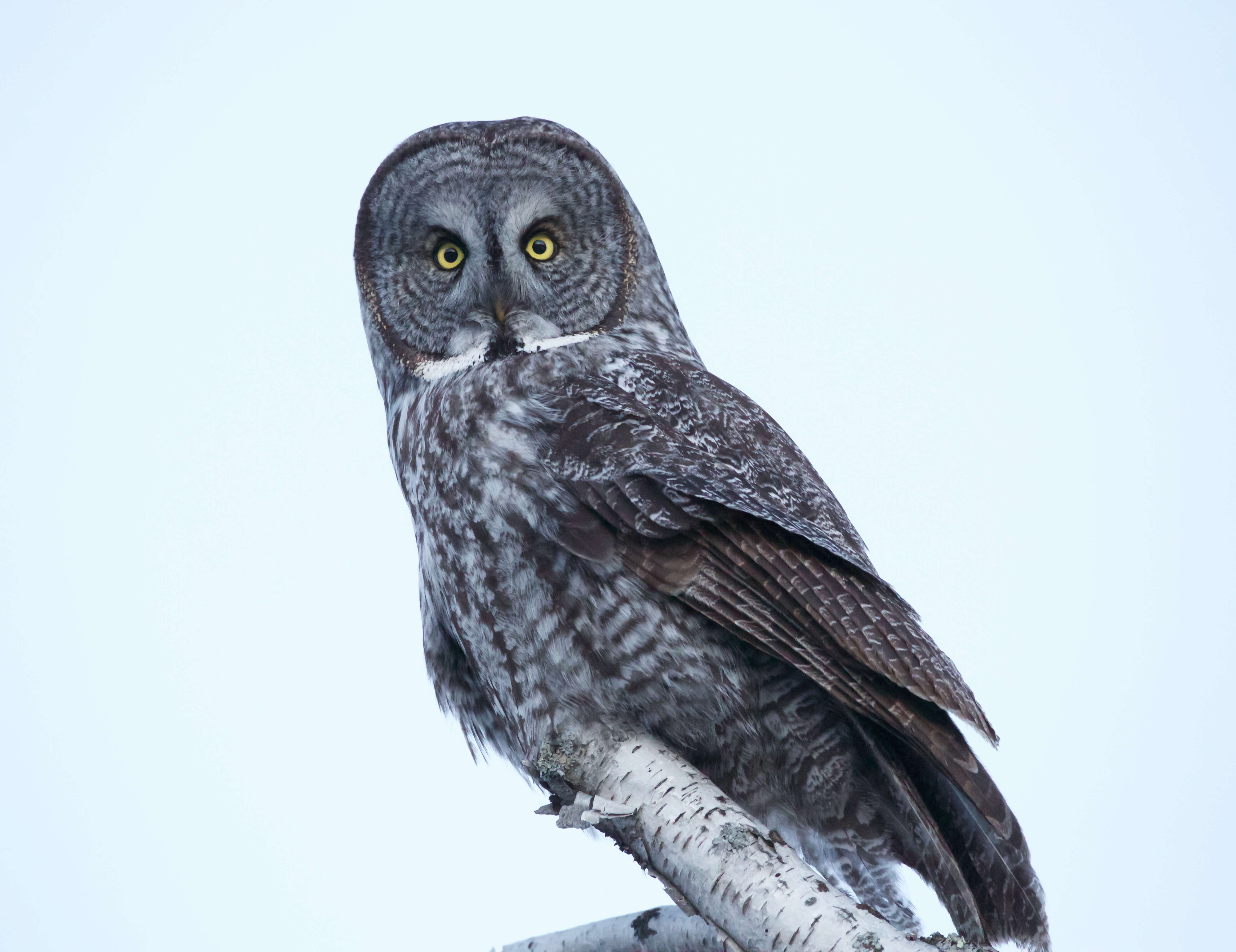 Image of Great Gray Owl