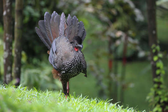 Image of Crested Guan