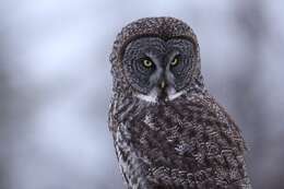 Image of Great Gray Owl