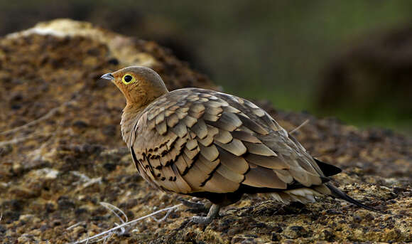 Image of Chestnut-bellied Sandgrouse