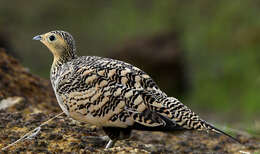 Image of Chestnut-bellied Sandgrouse