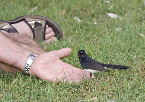 Image of Willie Wagtail