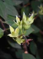 Plancia ëd Philadelphus coronarius L.