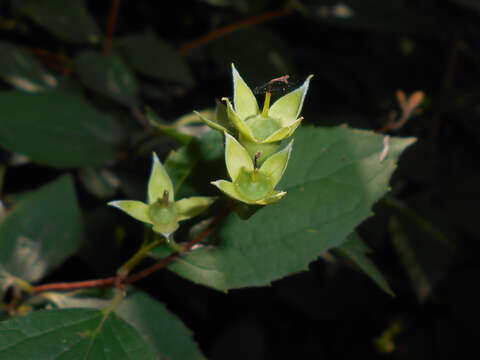 Image of sweet mock orange