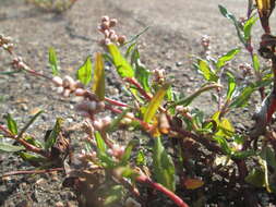 Image of Dock-Leaf Smartweed