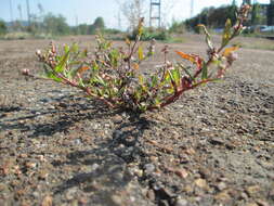 Image of Dock-Leaf Smartweed