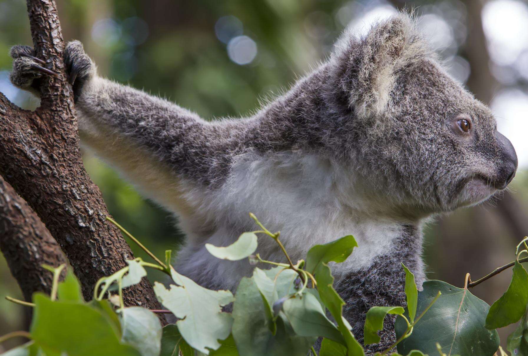 Image of koalas