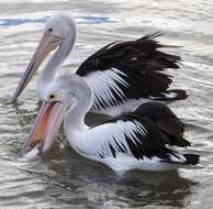 Image of Australian Pelican