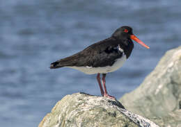 Image of Australian Pied Oystercatcher