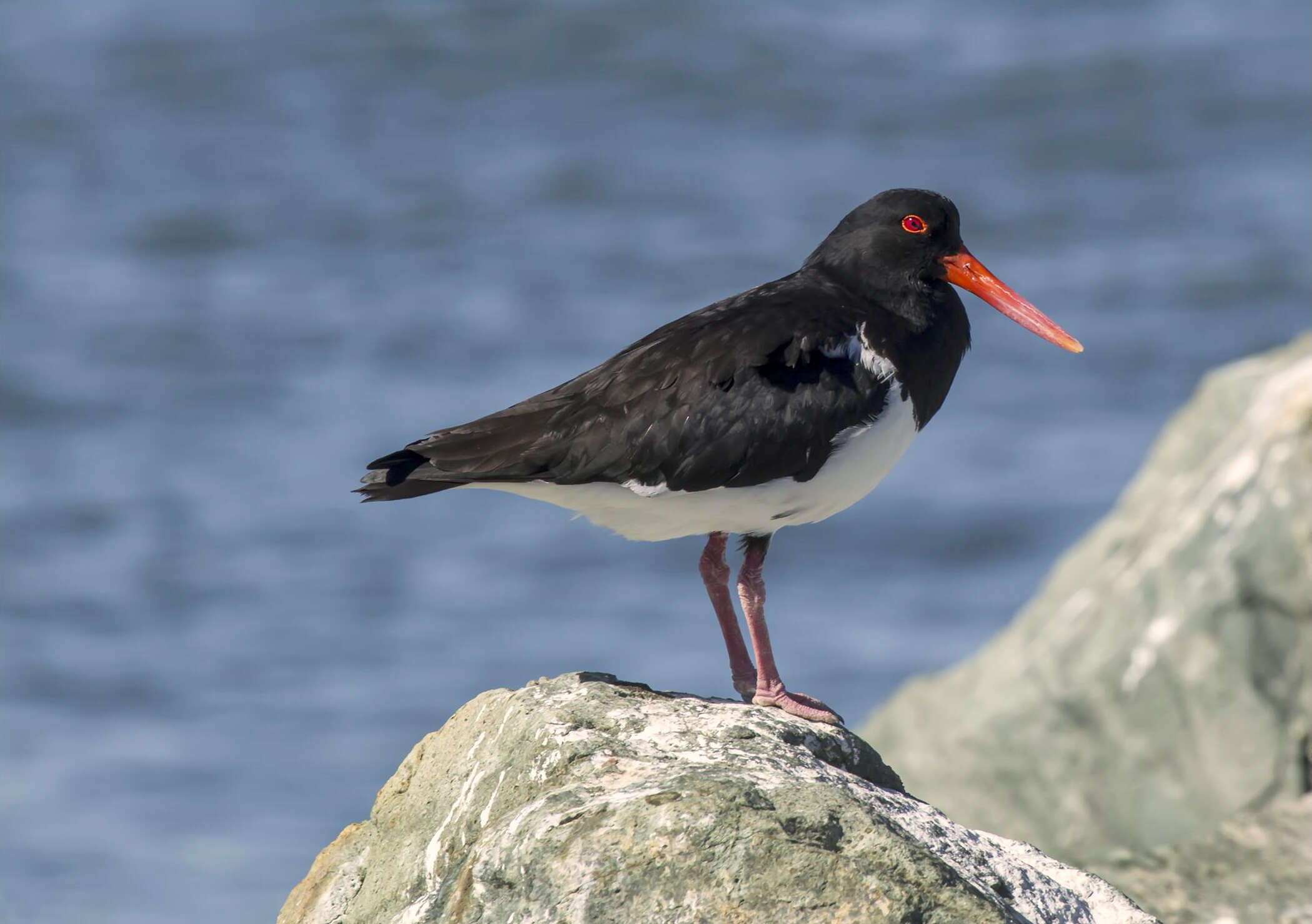 Image of Australian Pied Oystercatcher