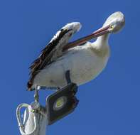 Image of Australian Pelican