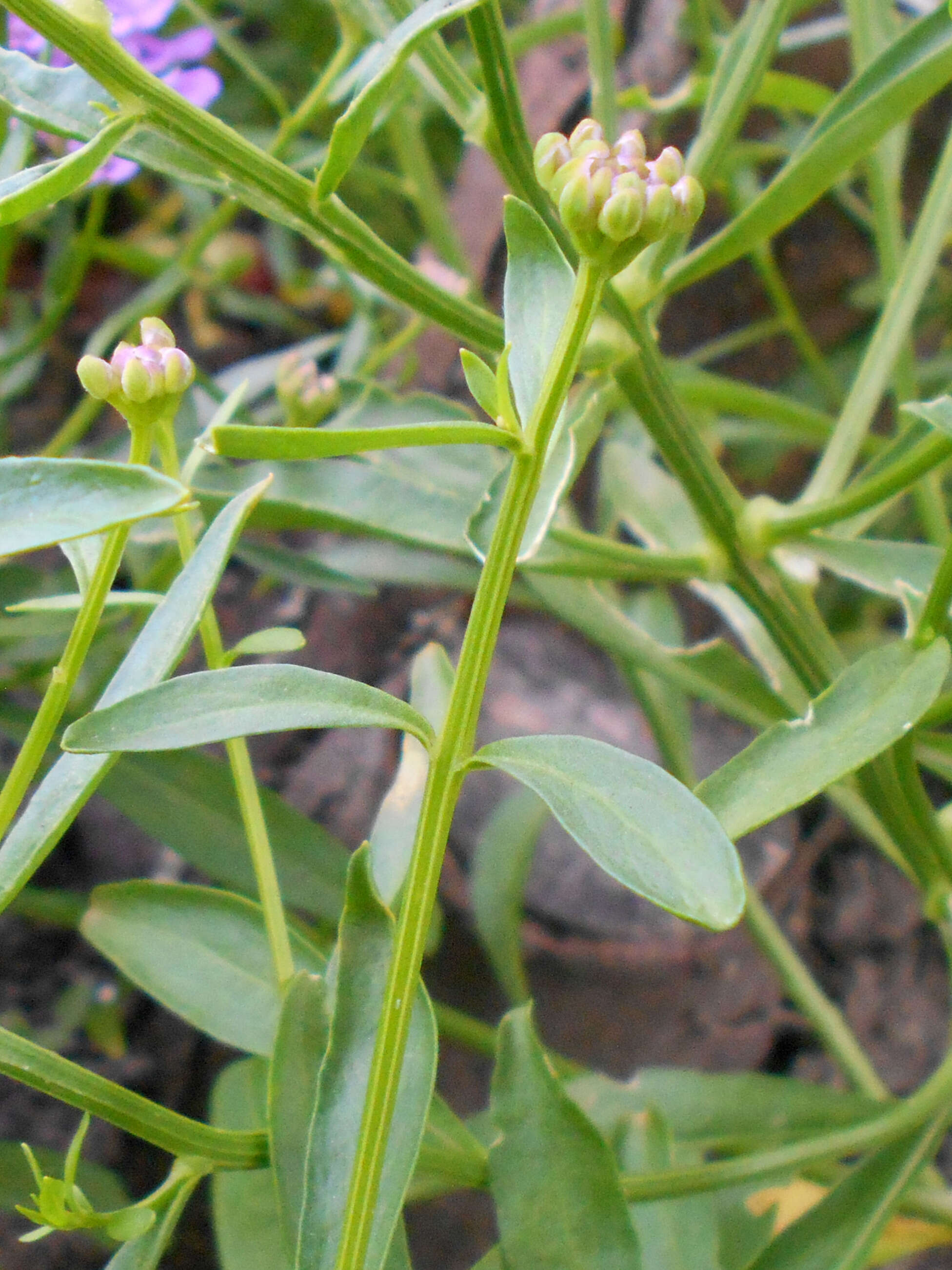 Image of globe candytuft