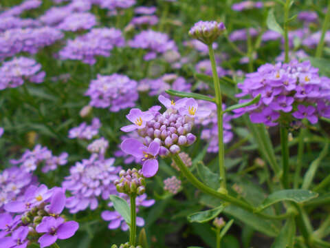 Plancia ëd Iberis umbellata L.