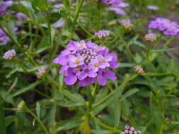 Imagem de Iberis umbellata L.