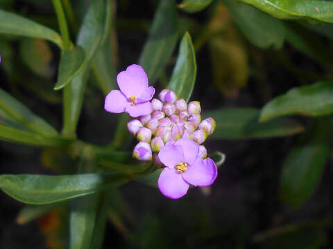 Imagem de Iberis umbellata L.