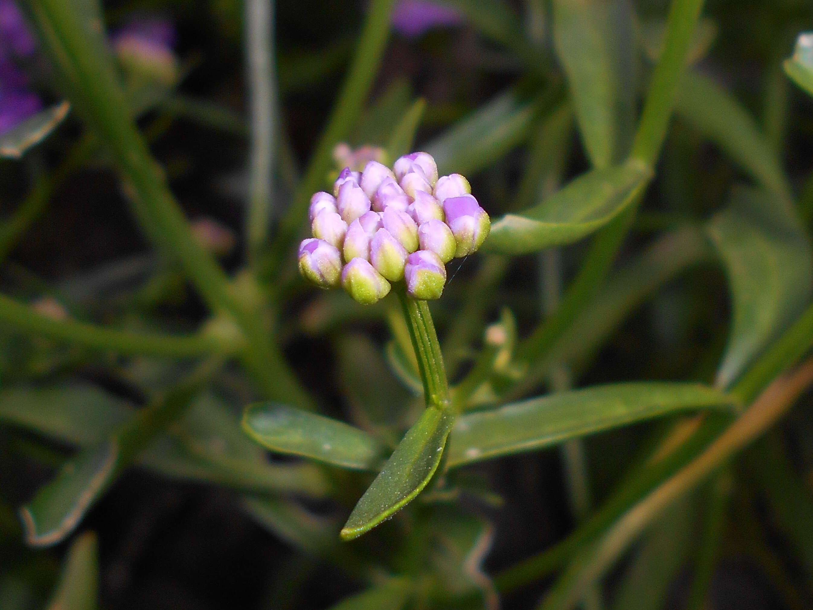 Imagem de Iberis umbellata L.