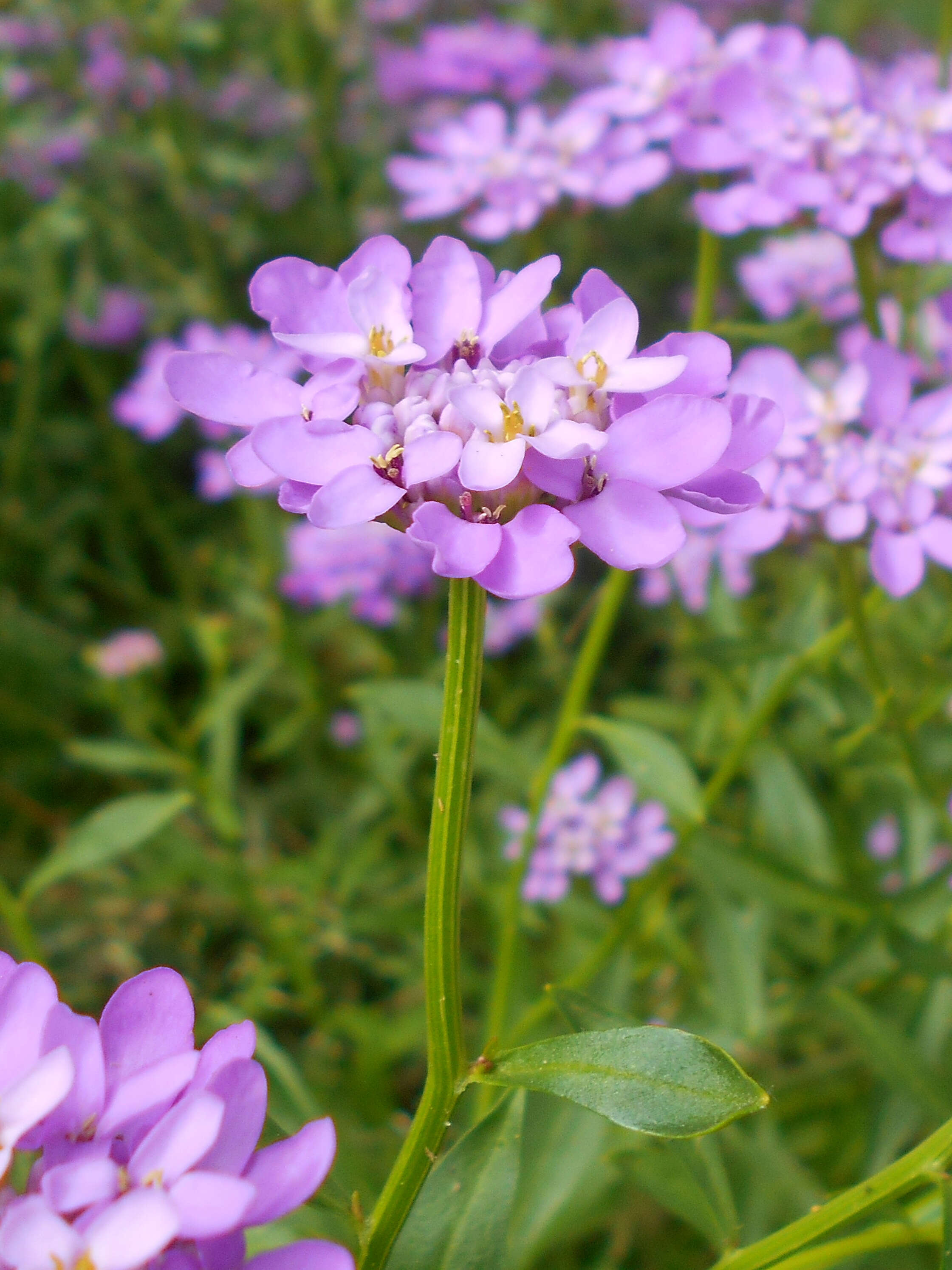 Imagem de Iberis umbellata L.