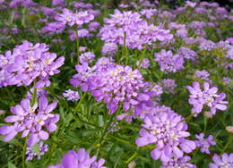 Plancia ëd Iberis umbellata L.