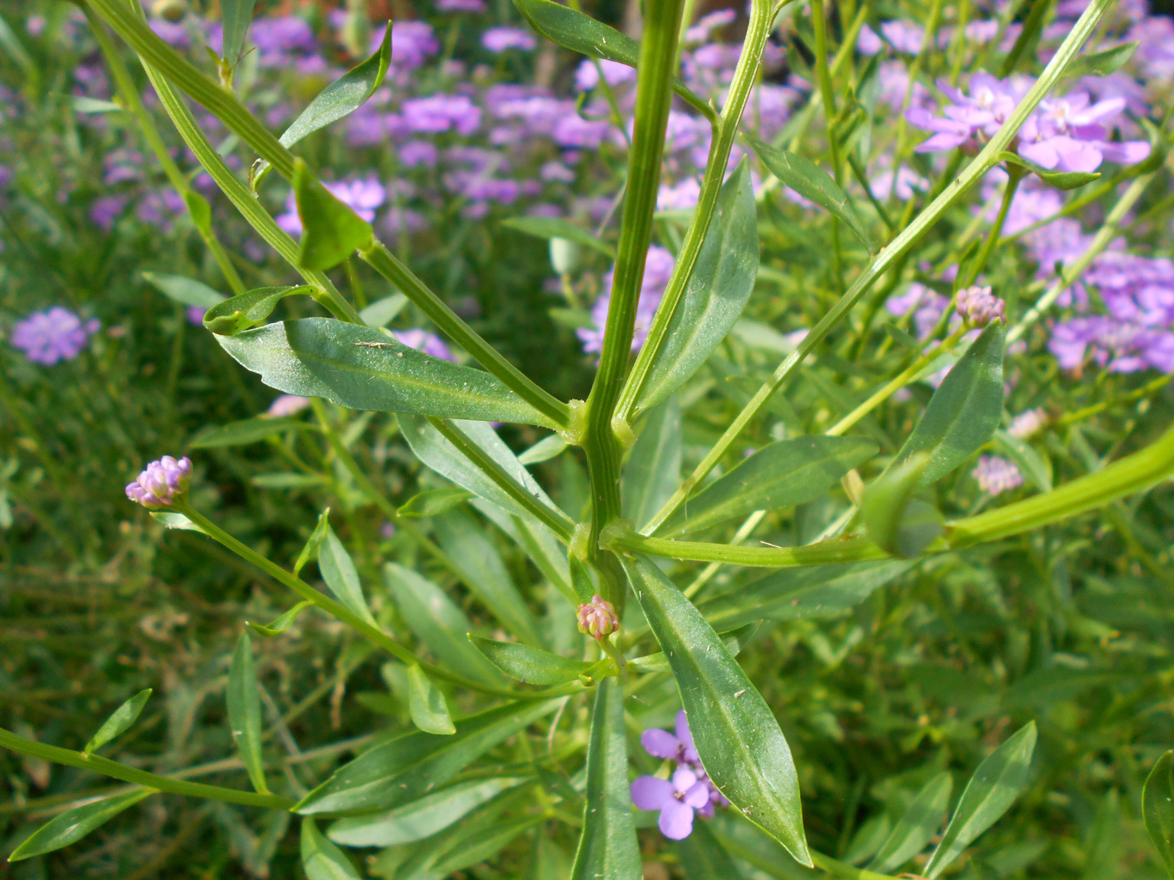 Plancia ëd Iberis umbellata L.