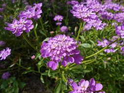 Plancia ëd Iberis umbellata L.