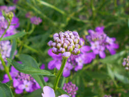 Plancia ëd Iberis umbellata L.