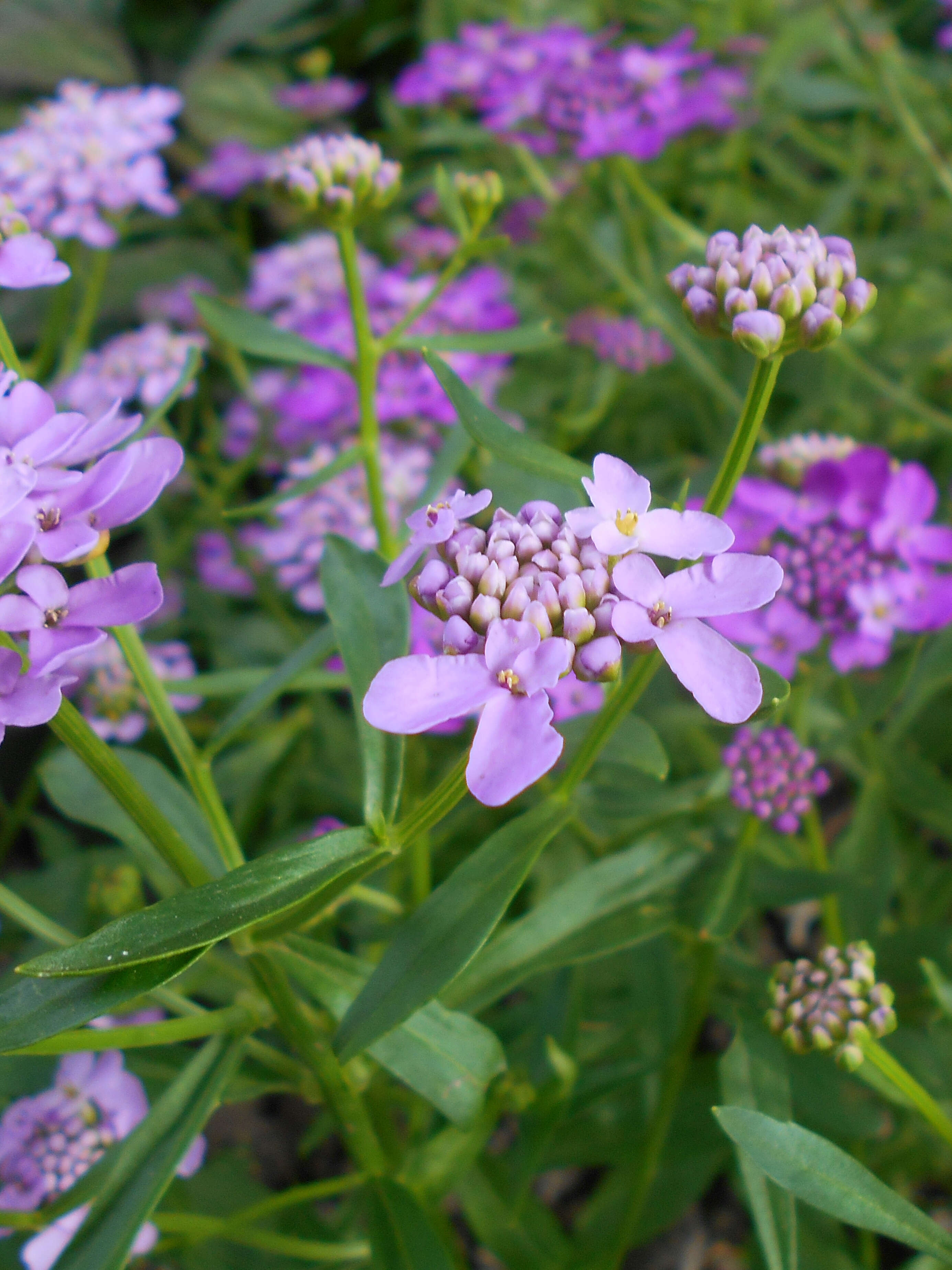 Plancia ëd Iberis umbellata L.