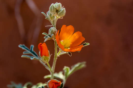 Image of scarlet globemallow