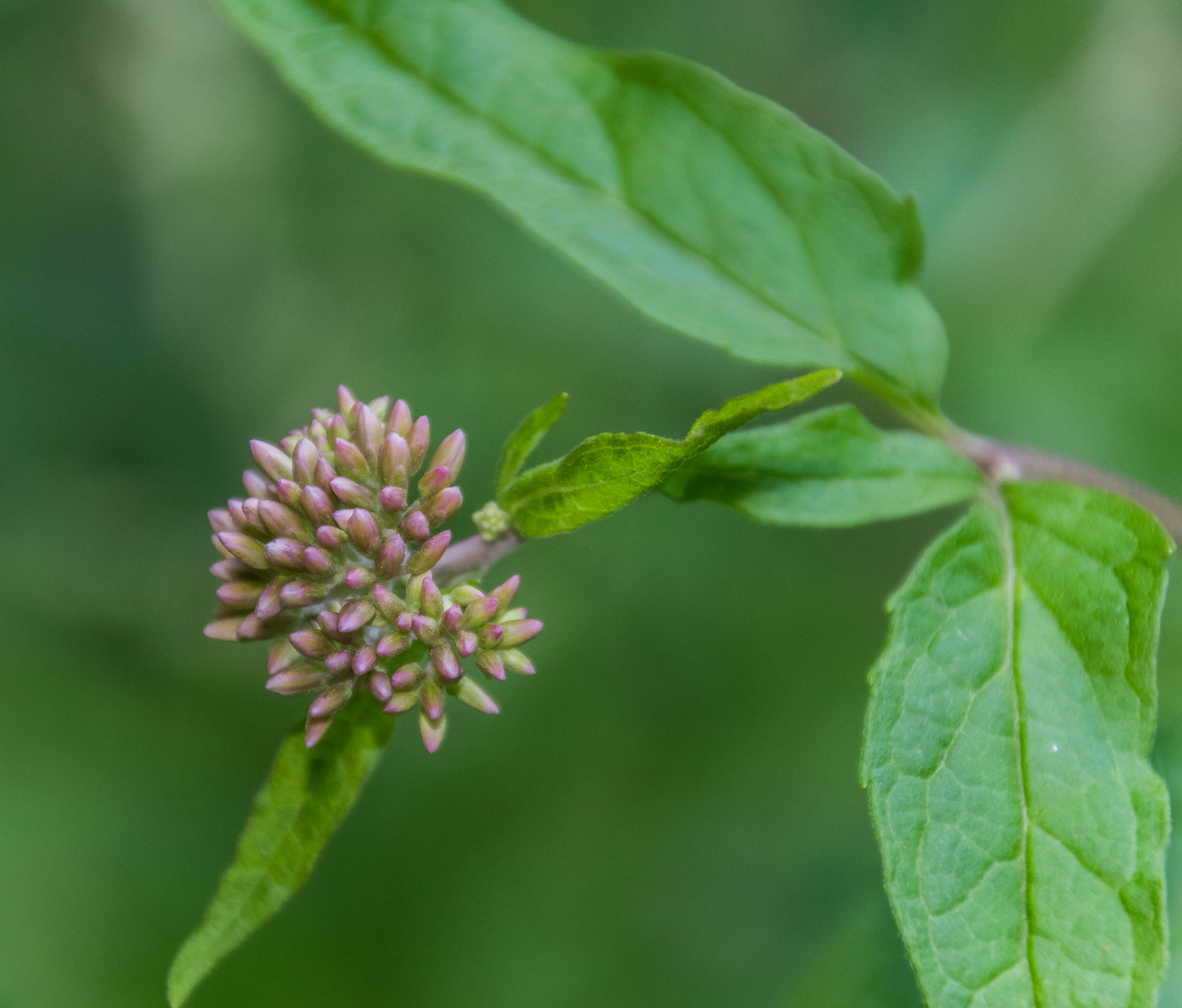 Image of hemp agrimony