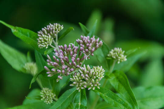 Image of hemp agrimony