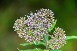 Image of hemp agrimony