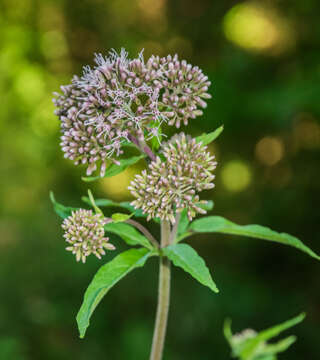 Image of hemp agrimony