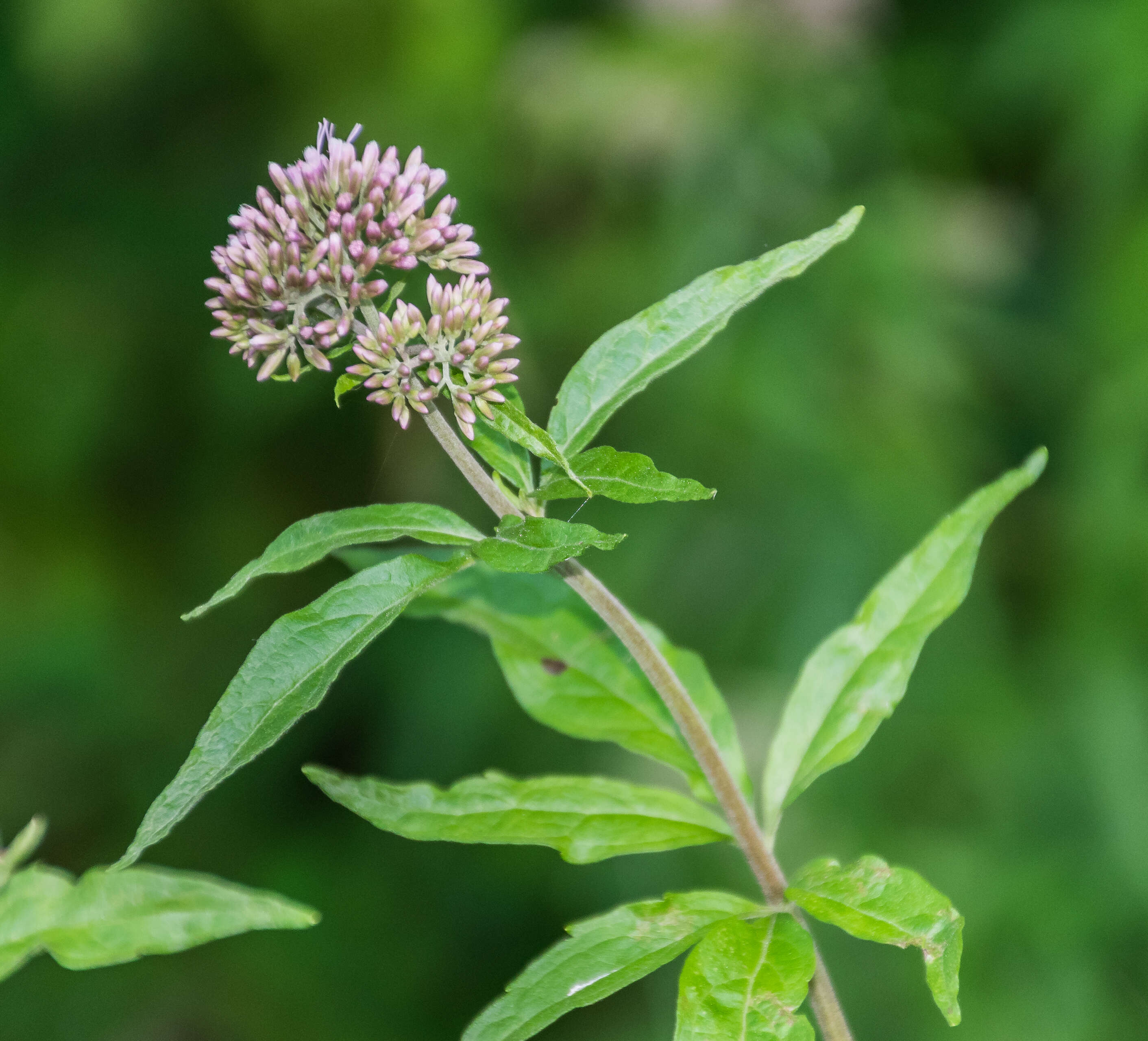 Image of hemp agrimony