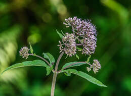 Image of hemp agrimony