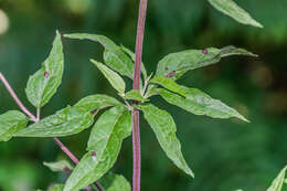 Image of hemp agrimony