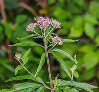 Image of hemp agrimony