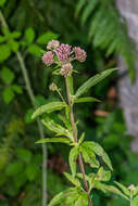 Image of hemp agrimony