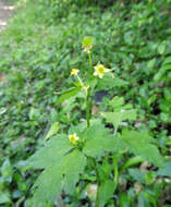 Image de Ranunculus silerifolius H. Lév.