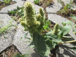 Image of redroot amaranth