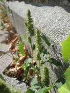 Image of redroot amaranth