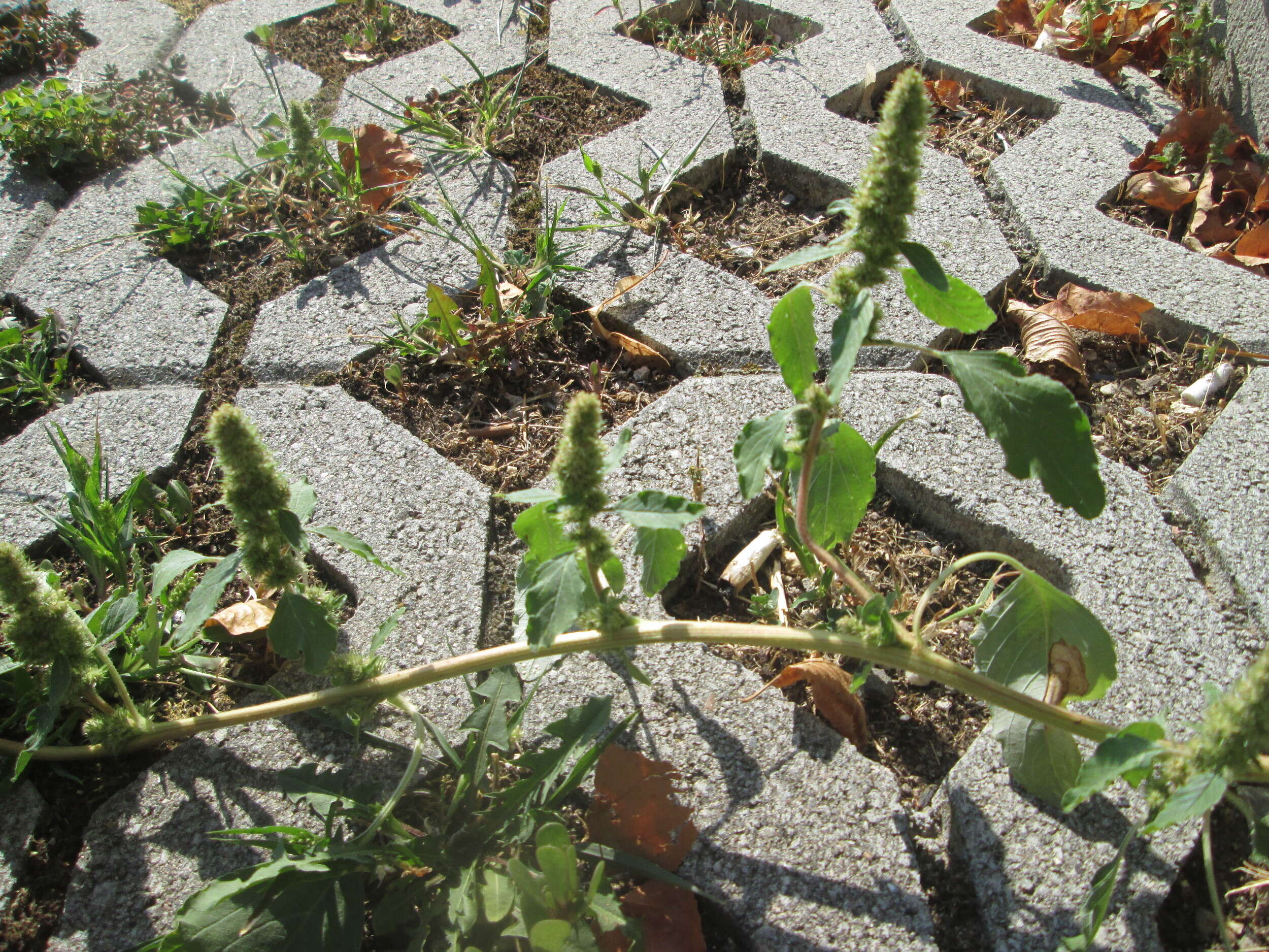 صورة Amaranthus retroflexus L.