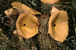 Image de Ceropegia gordonii (Masson) Bruyns